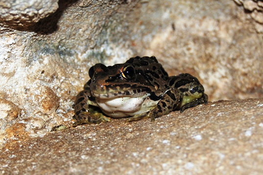 Pickerel Frog